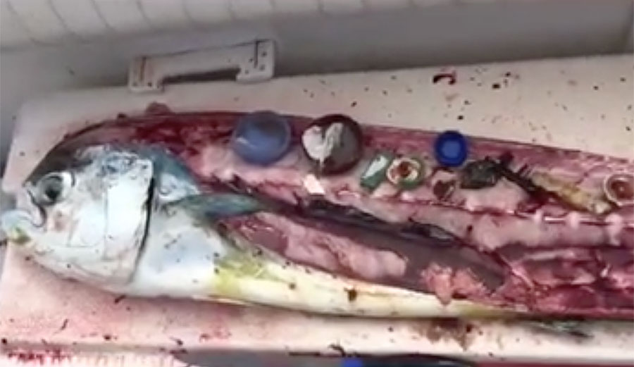 Click on the image to be redirected to a video. Photo: Screenshot/Daily Mail