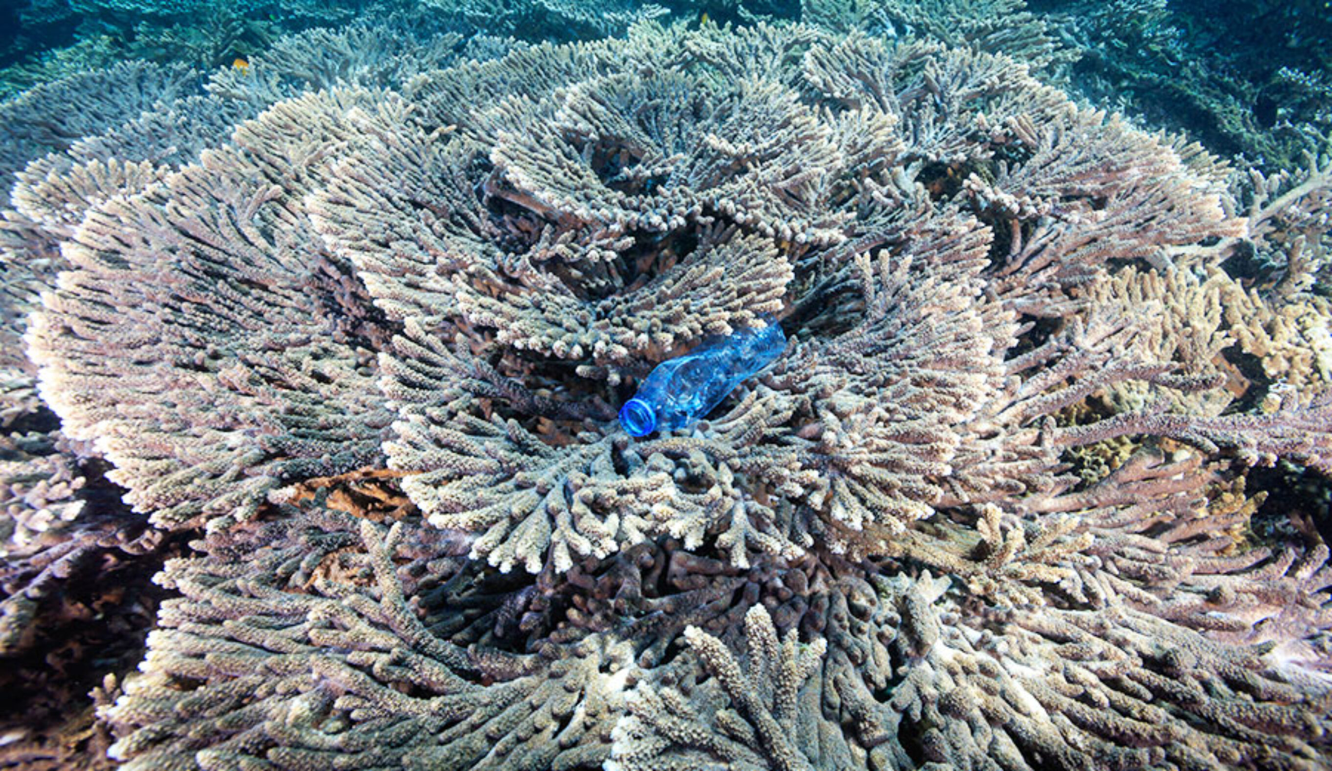 A plastic bottle trapped on a coral reef.