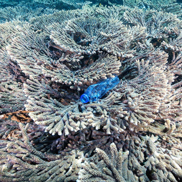 A plastic bottle trapped on a coral reef.