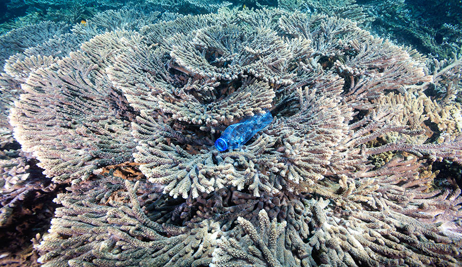 A plastic bottle trapped on a coral reef.
