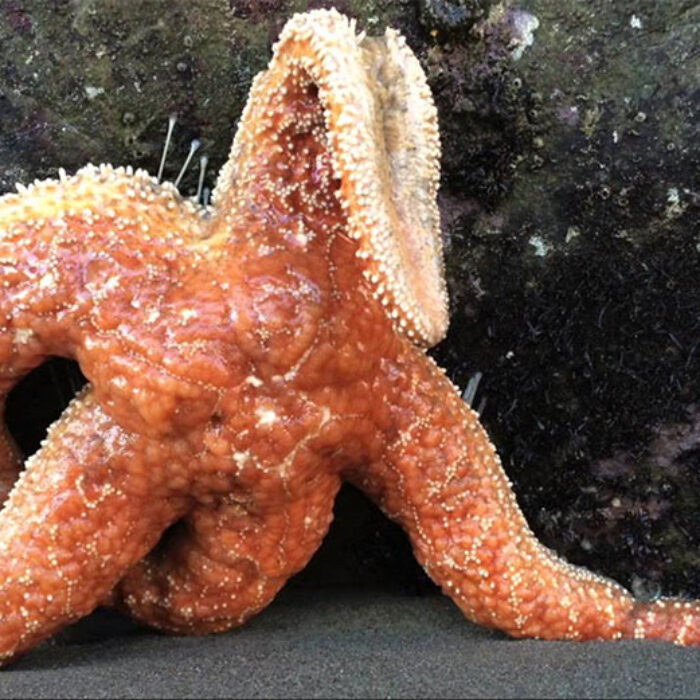 First discovered in 2013, Sea Star Wasting Disease is decimating sea star populations from Mexico to Alaska.