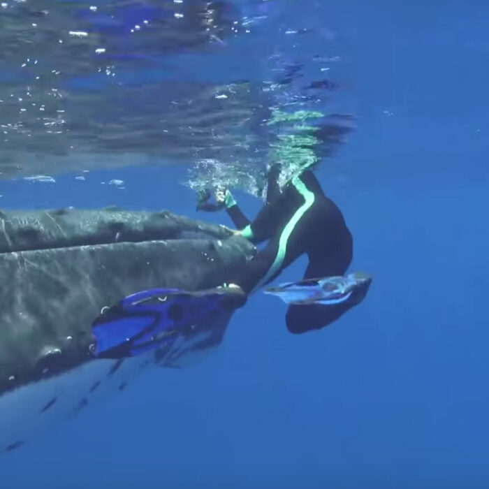 A Whale Protects a Marine Biologist from a shark