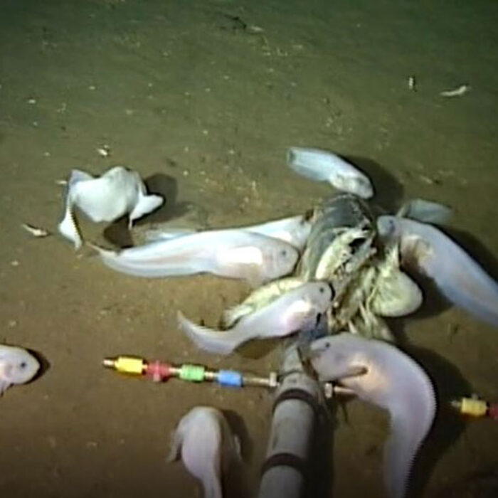 Image from video of Mariana snailfish. Image: SOI/HADES/University of Aberdeen (Dr. Alan Jamieson) , CC BY-ND