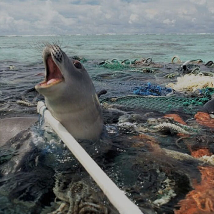 A seal trapped in a mat of plastic pollution. Image: Creative Commons
