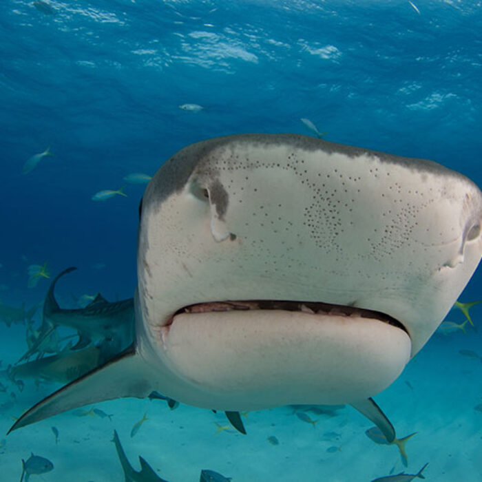 Note the many tiny pores on the snout of this Tiger Shark. These are electroreceptors called ‘ampullae of Lorenzini’.