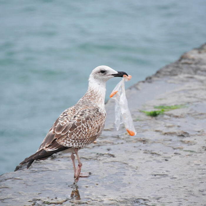 Pecking plastics.