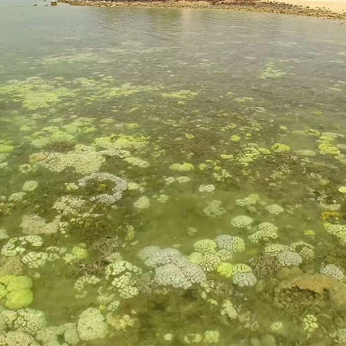 The increasingly bleached coral at Black Point on the Cobourg Peninsula is a worrying sign of what’s to come for other coral reefs in Australia. Image: Alan Withers