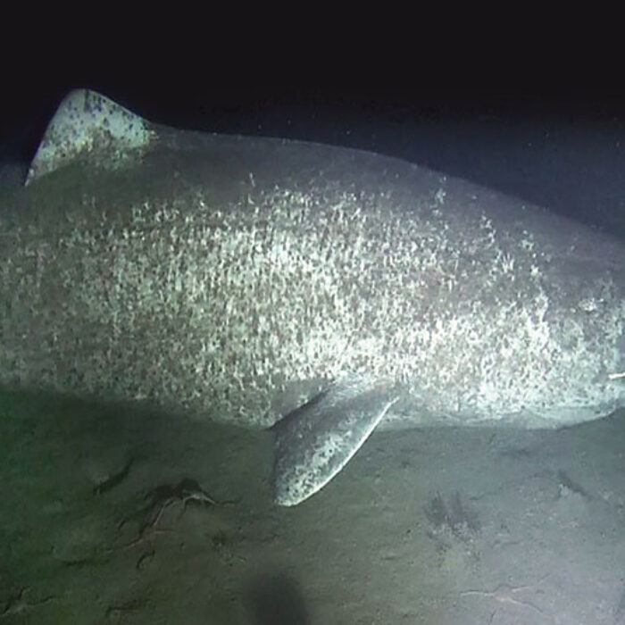 A large female Greenland shark observed near the community of Arctic Bay, Nunavut. Image: Brynn Devine/ Author provided