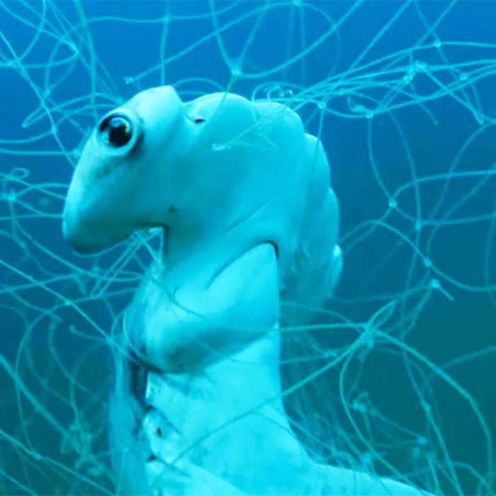 A hammerhead caught in a shark net. Photo: Adam Baugh/Speakupforthevoiceless.org
