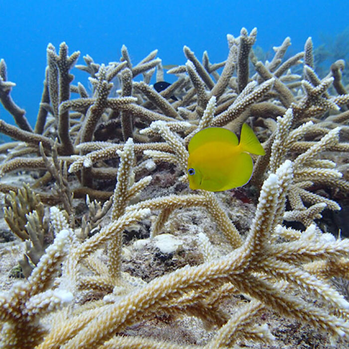 Juvenile blue tang sheltering in restored staghorn coral.