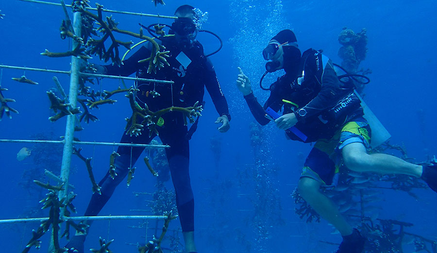Selecting corals to be outplanted for restoration from the Coral Restoration Foundation nursery in the Florida Keys.