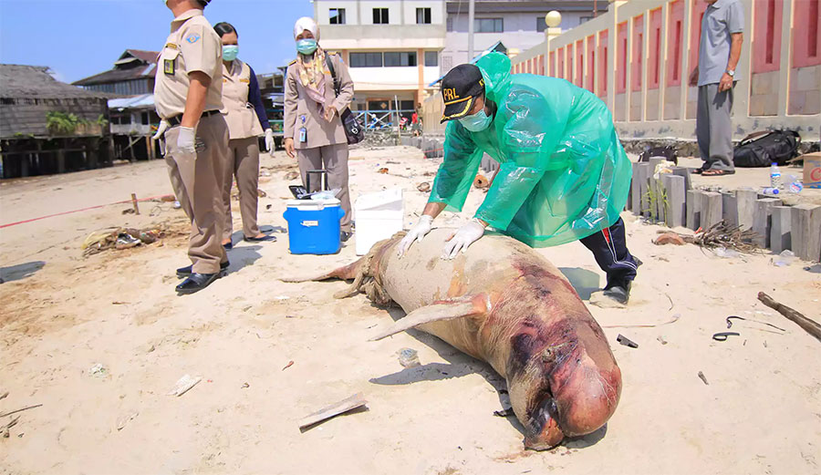 The carcass of an Irrawaddy dolphin. Photo: Anggi Praditha/Kaltim Post/Greenpeace