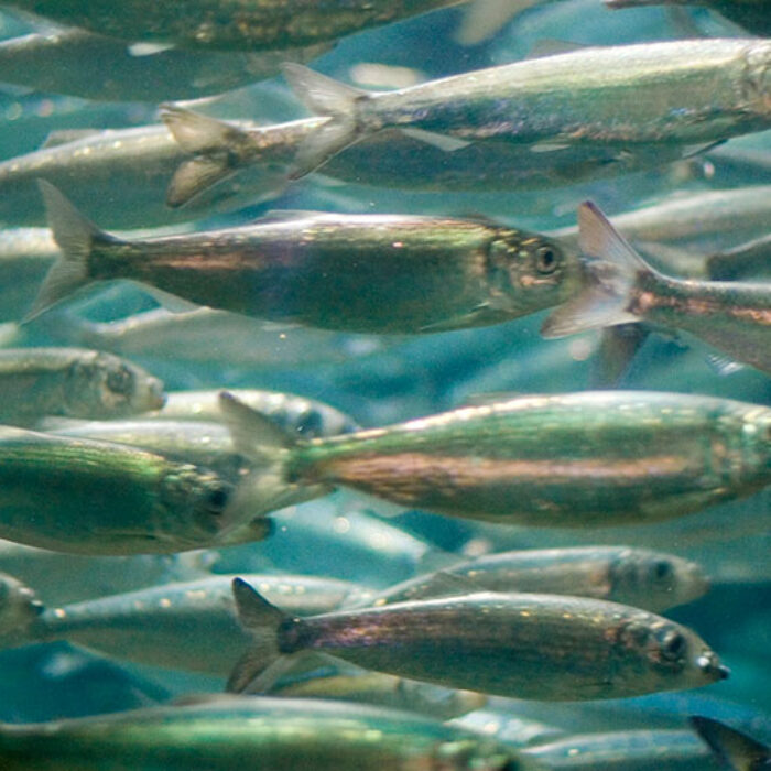 Sustained ocean warming could greatly reduce catches of fish like these herring photographed off Norway.