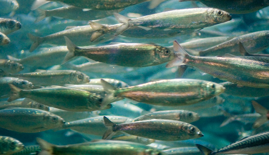 Sustained ocean warming could greatly reduce catches of fish like these herring photographed off Norway. 