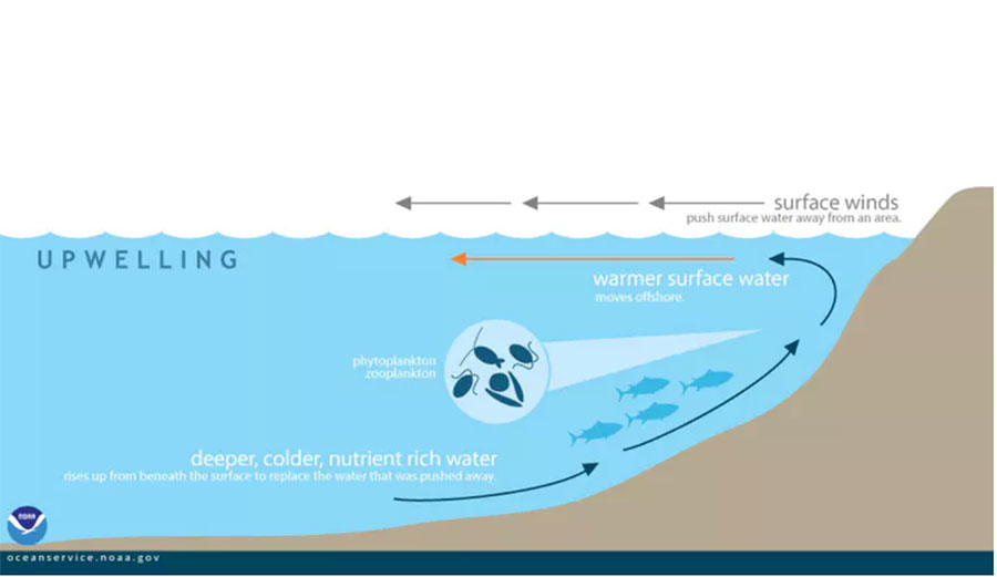 When winds displace surface ocean waters, nutrient-rich colder waters well up from below. NOAA
