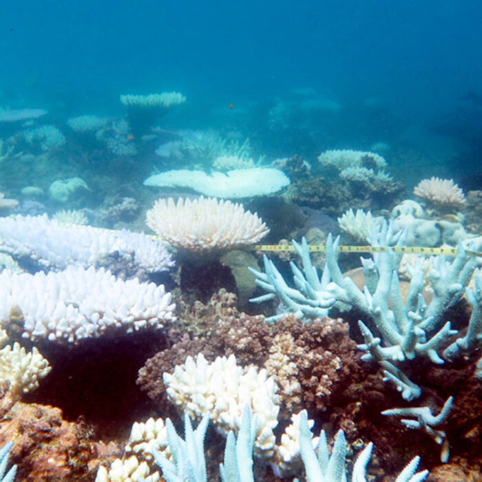 Staghorn and tabular corals suffered mass die-offs, robbing many individual reefs of their characteristic shapes. ARC Centre of Excellence for Coral Reef Studies/ Mia Hoogenboom