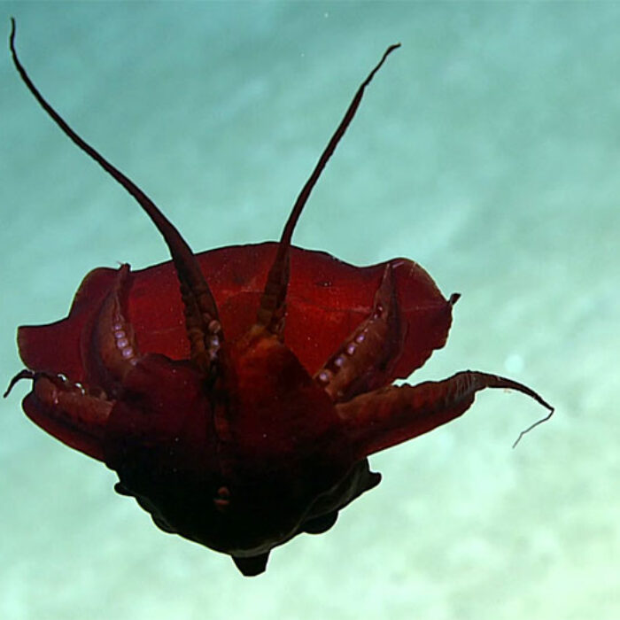 The researchers were part of an ocean exploratory expedition to find out more about what goes on in the Gulf of Mexico's deep-sea habitats when they filmed a squid behaving extraordinarily strangely.