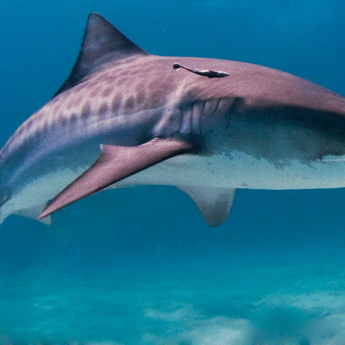 A Tiger shark in the Bahamas. The ISAF just released their report on global shark attacks for 2017. Image Wikimedia Commons