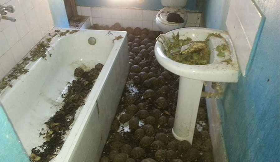 Over 10,000 tortoises were found in a house in Madagascar. Image: DREEF ATSIMO ANDREFANA/National Geographic