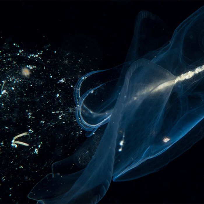 A pelagic snail ensnares food with with a mucous web.