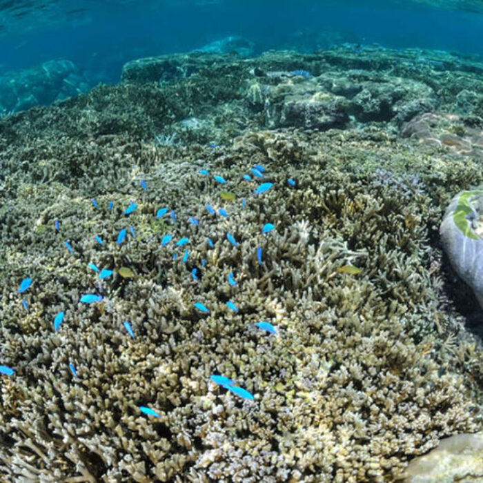 A sick Japanese reef. 99 percent of Japan's largest reef is dying. Image: Shutterstock