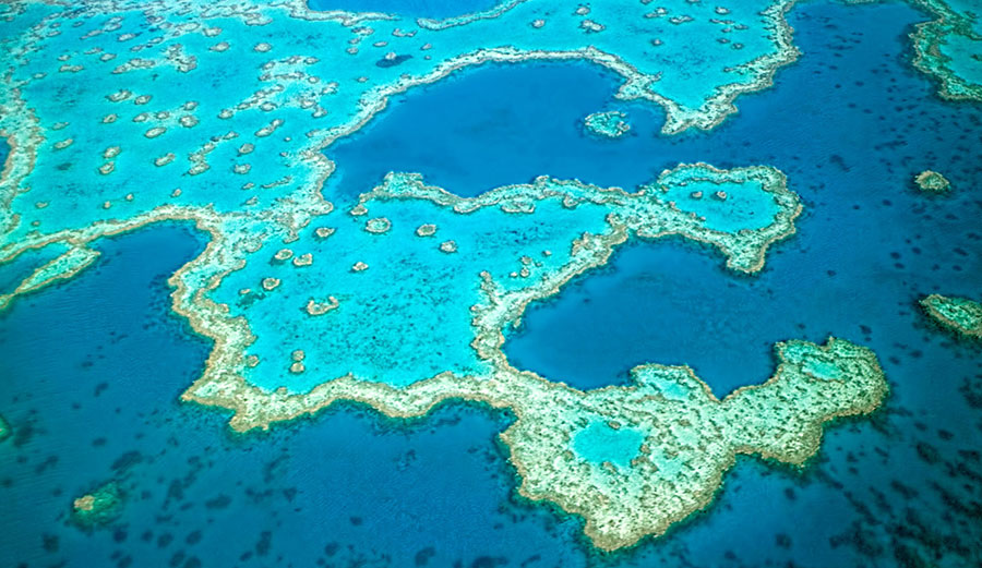 The Australian government has pledged A$500 million to try and save the Great Barrier Reef. Image: Great Barrier Reef Foundation