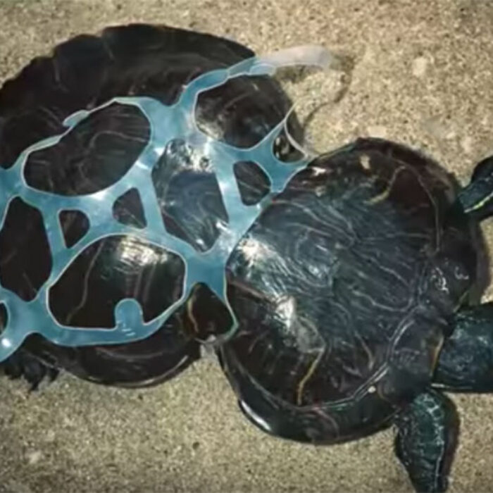 Corsets are not a good look for a turtle. Image: Saltwater Brewery