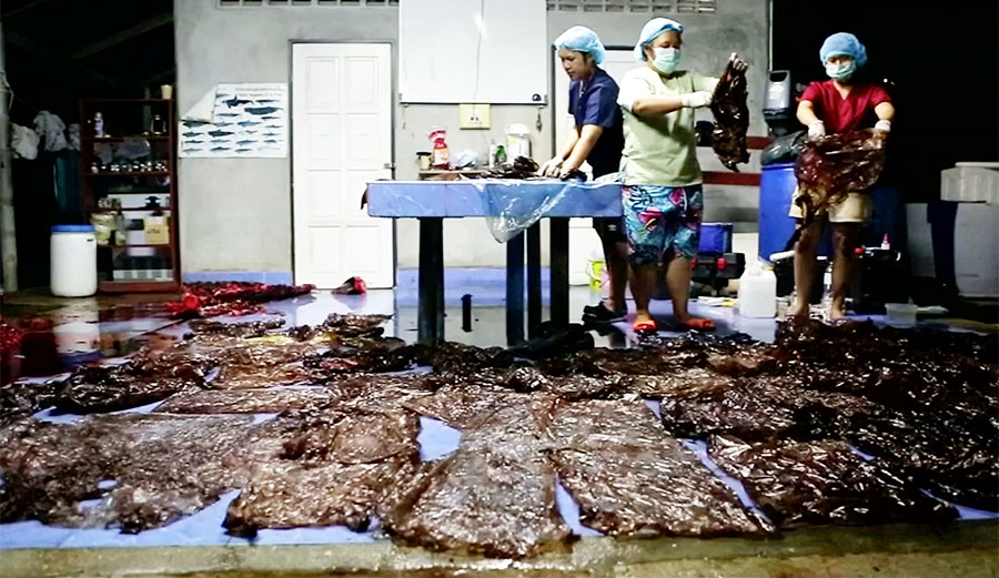The autopsy found some 17 pounds of plastic in the pilot whale. Photo: Thai Wales