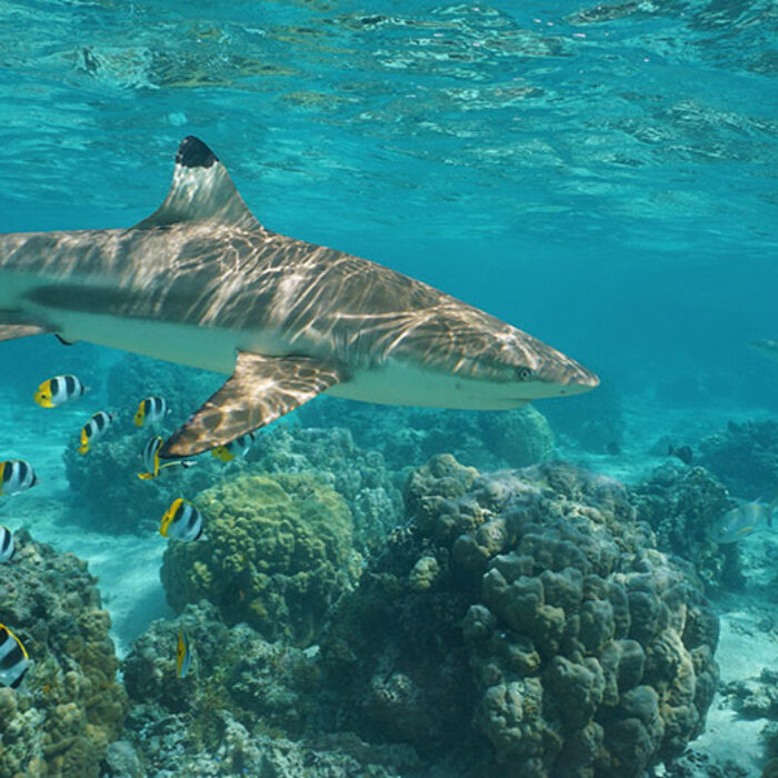 Black tip sharks swim with tropical fish in a lagoon in French Polynesia