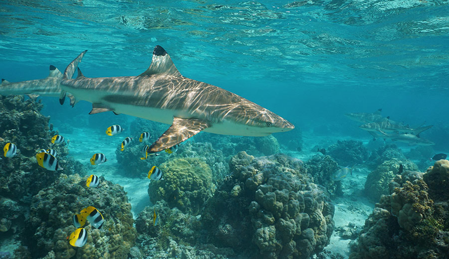 Black tip sharks swim with tropical fish in a lagoon in French Polynesia
