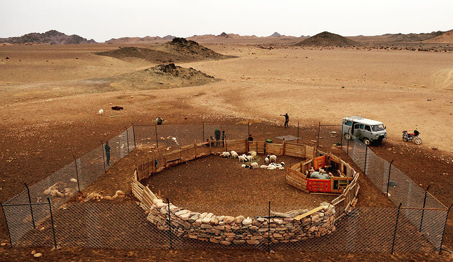 wolves, predators, predator cage