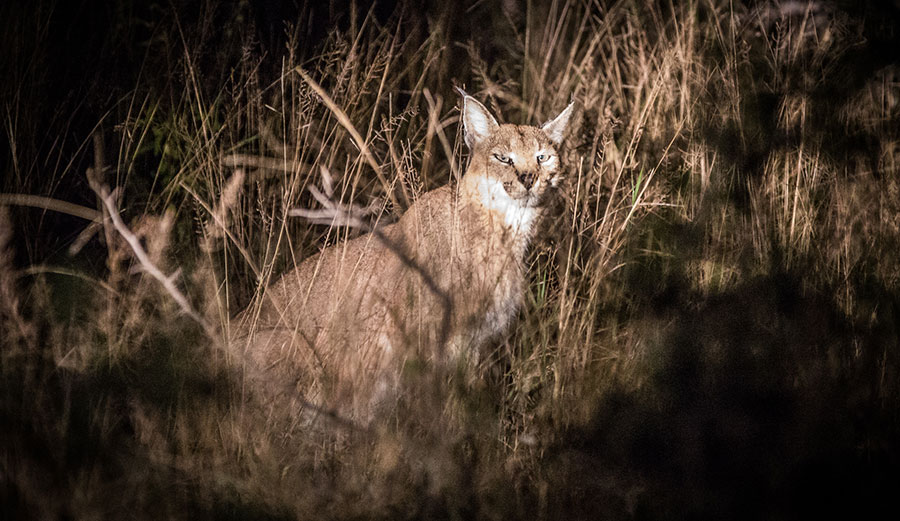 Caracals , sheep, south africa