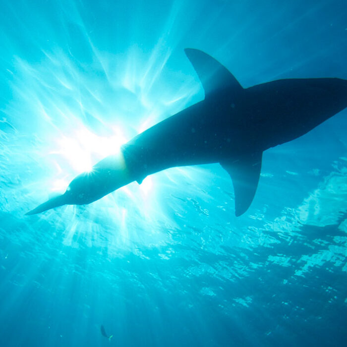 Estimating shark numbers is extremely difficult and very contentious.