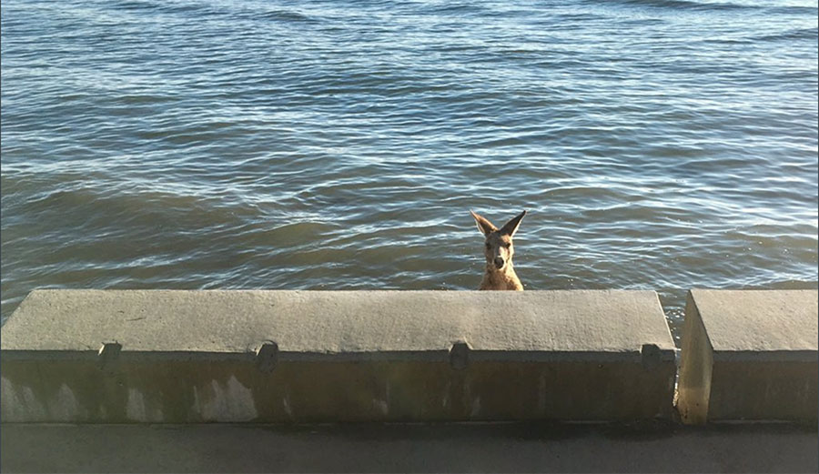 kangaroo queensland seawall