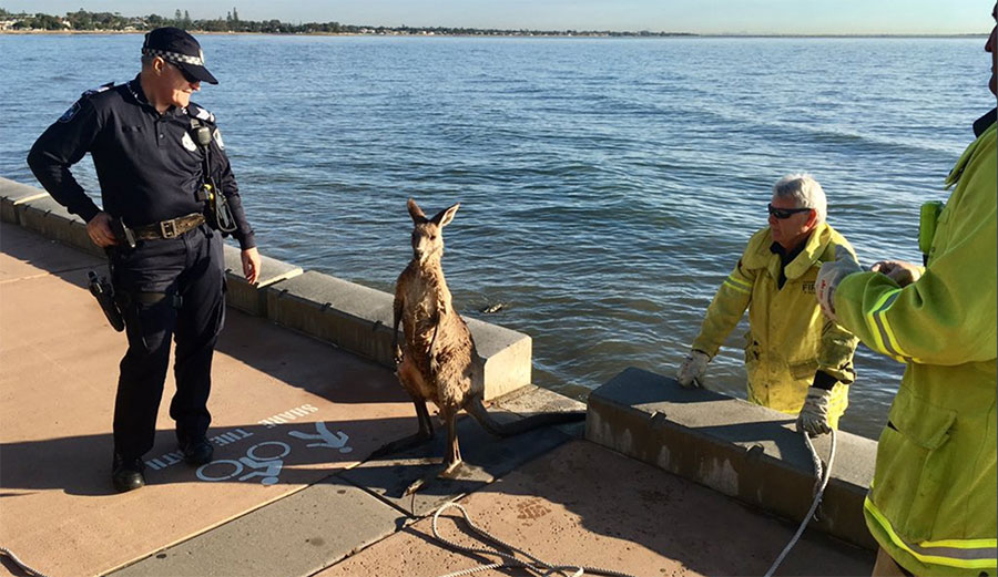 kangaroo queensland seawall