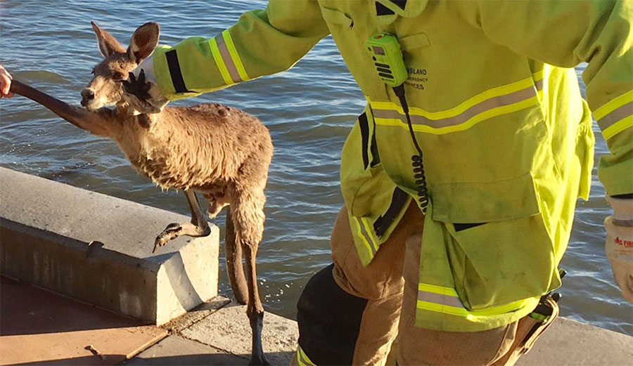 kangaroo queensland seawall rescue