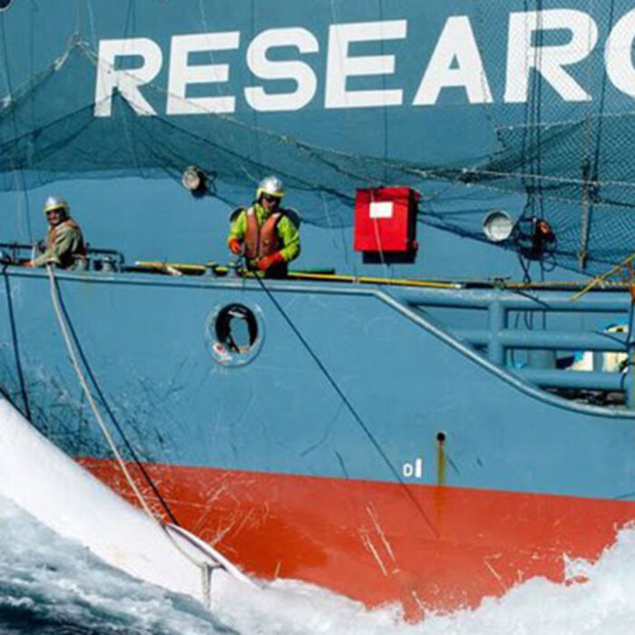 A harpooned whale hanging off the side of the Nisshin Maru. Image: Glenn Lockitch/Sea Shepherd