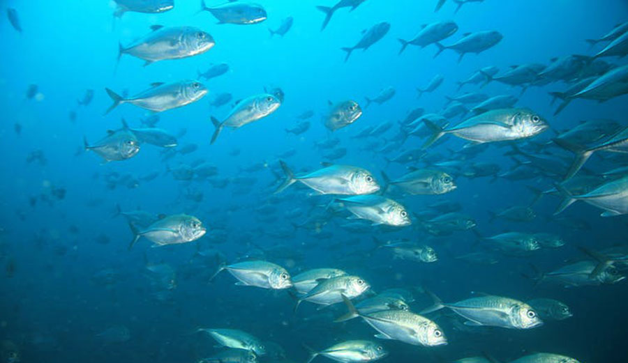A school of jacks in Coiba National Park, Panama, a UNESCO World Heritage site. Image: Laszlo Ilyes/Flickr, CC BY-SA