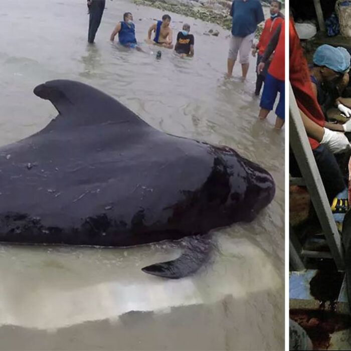 A male pilot whale has died after rescuers found it struggling in southern Thailand. It had 17 pounds of plastic in its stomach. Photos: Thai Wales