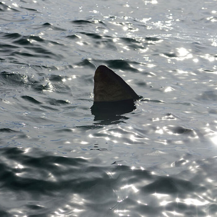 shark attack jaws shark fear