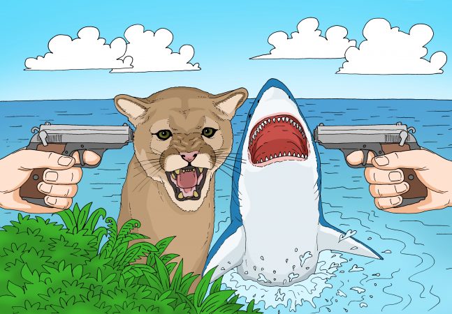 If a cougar and a shark kill a human, what happens next? Art: GaryL