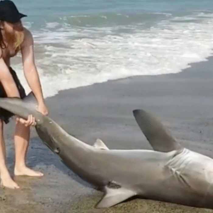 A group in San Clemente pushed a 6-foot Great White back into the ocean after it was caught by an angler. Photo: Instagram