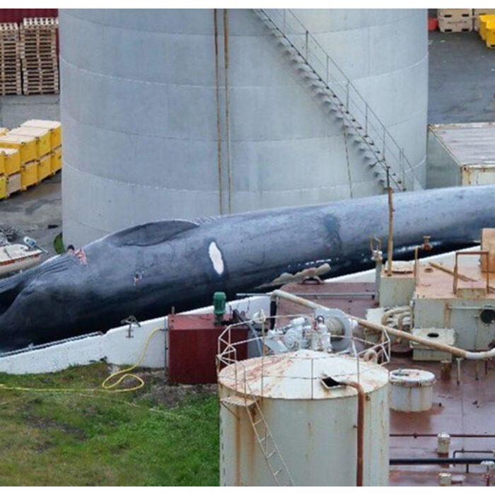 Dead blue whale in iceland