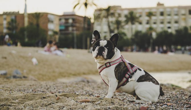 This French Bulldog on the beach is here to create joy. Photo: Collins Lesulie