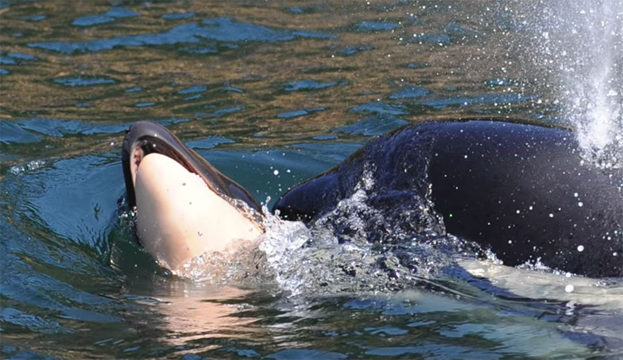 grieving orca mother with dead calf