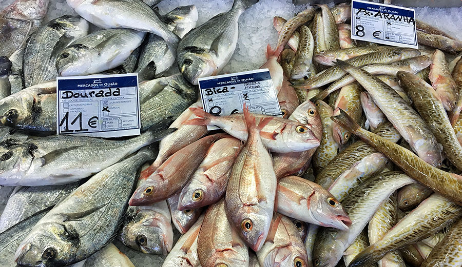 fish plastic in ocean