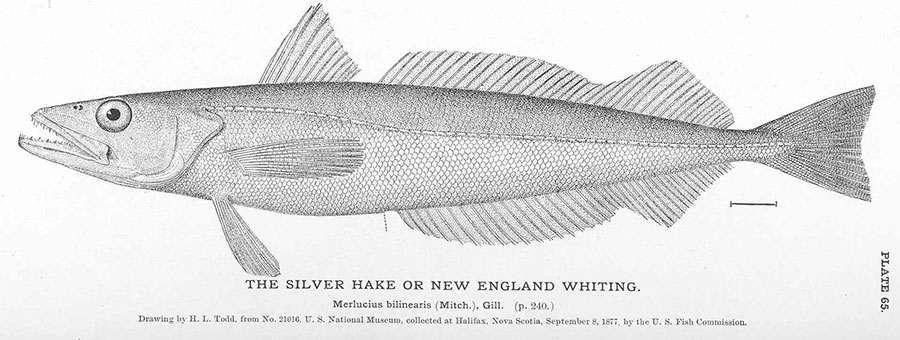 silver hake whiting