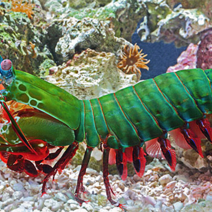 mantis shrimp
