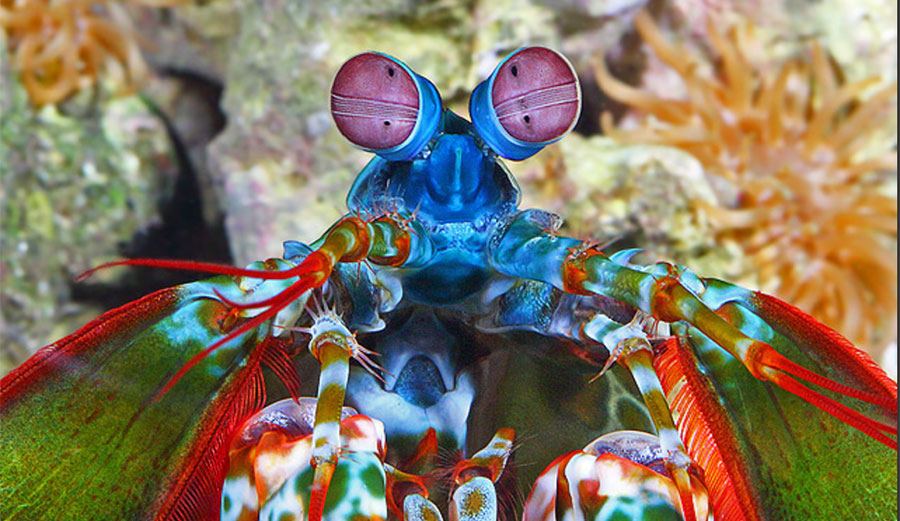peacock mantis shrimp 