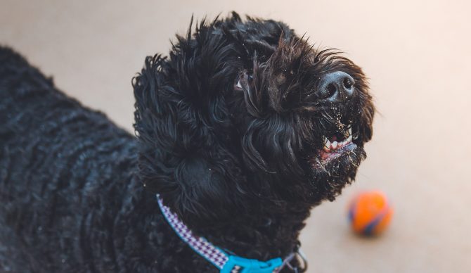 Portuguese Water Dogs have water in their name for a reason. Photo: Jake Oates